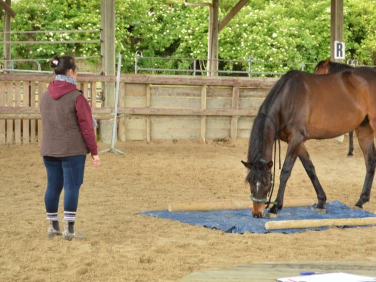 Cavalier en train de s'exercer à la méthode d'Alexandra Coroyer 