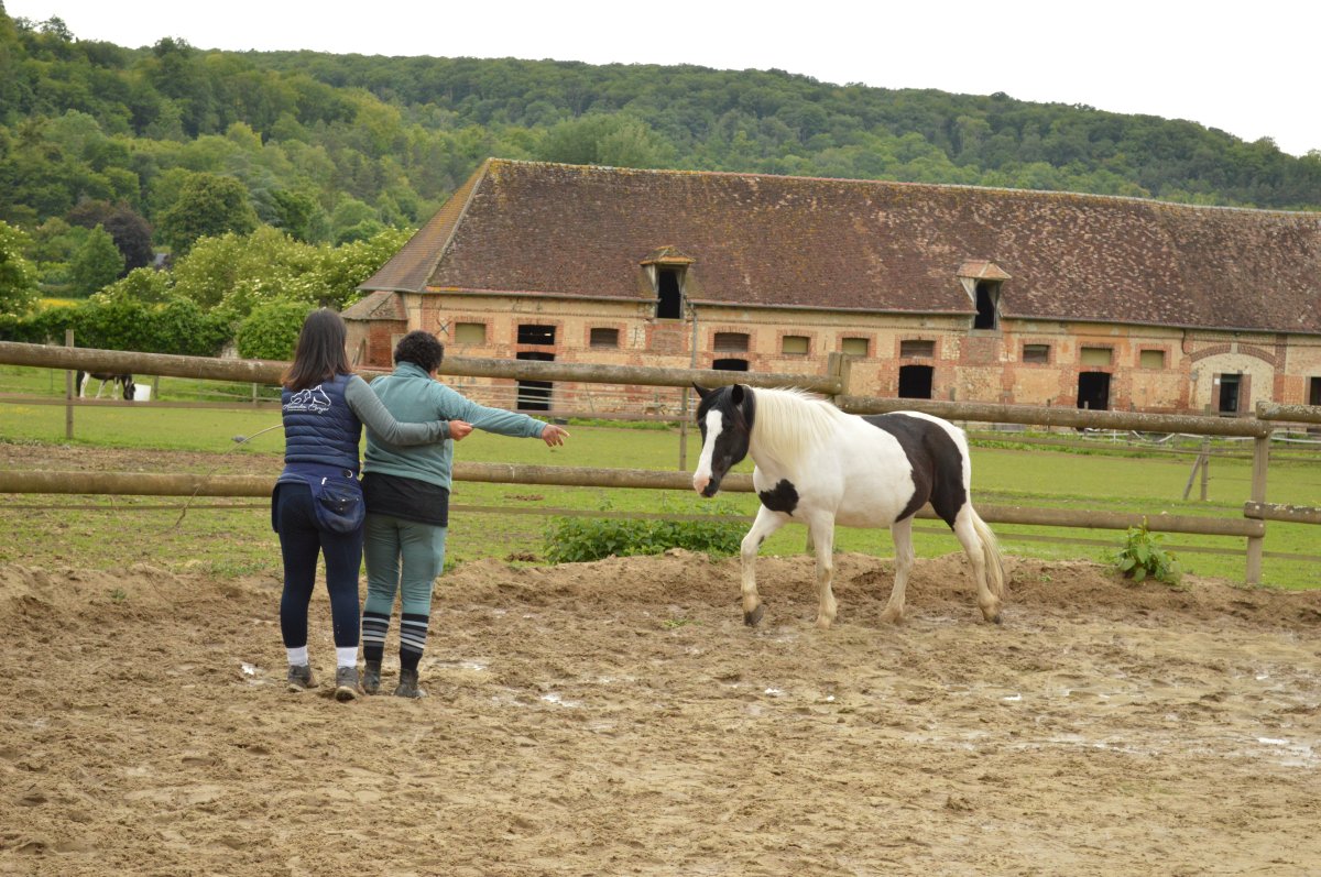 Alexandra Coroyer en pleine séance de travail avec le cheval