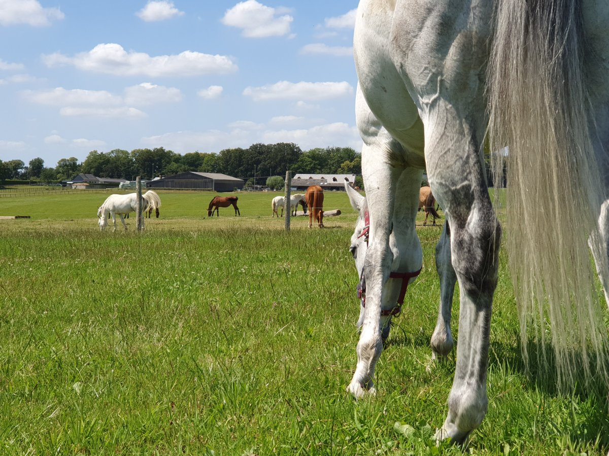 Alexandra avec Vahiné, son cheval dans un pré